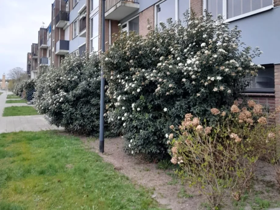 Hoge, uitgegroeide heesters voor een appartementengebouw, tot over de onderste ramen